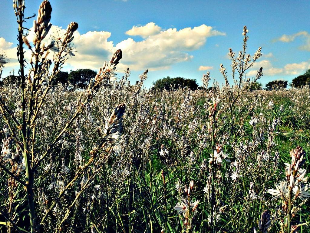 Agriturismo Pentuma Chiaramonti Екстериор снимка